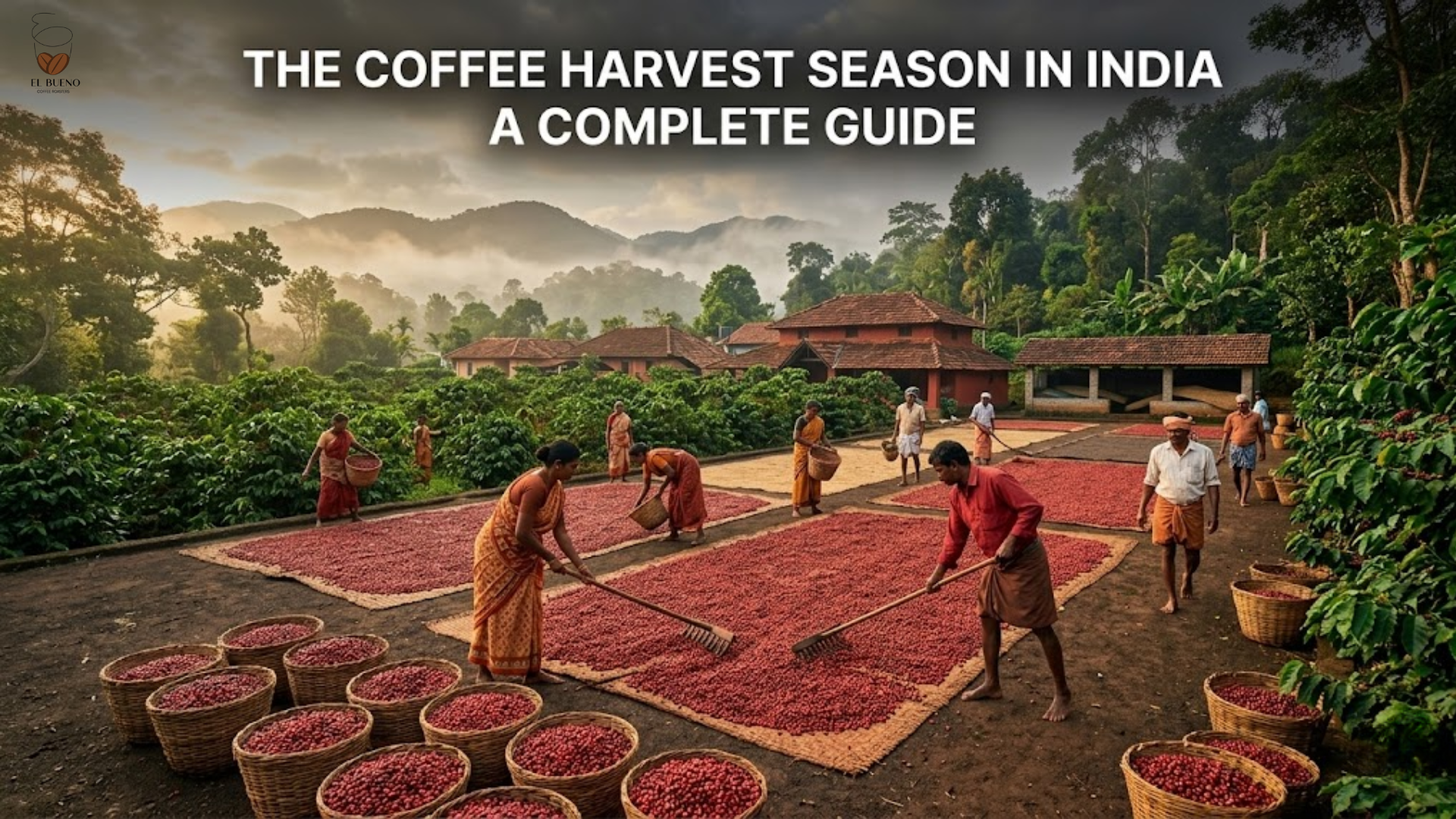The Coffee Harvest Season in India | A Complete Guide
